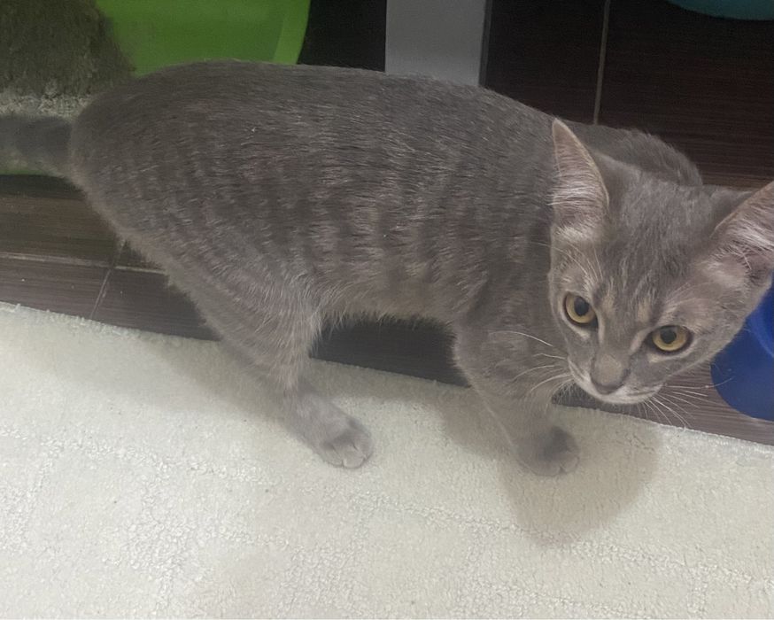 Кошка отдам бесплатно