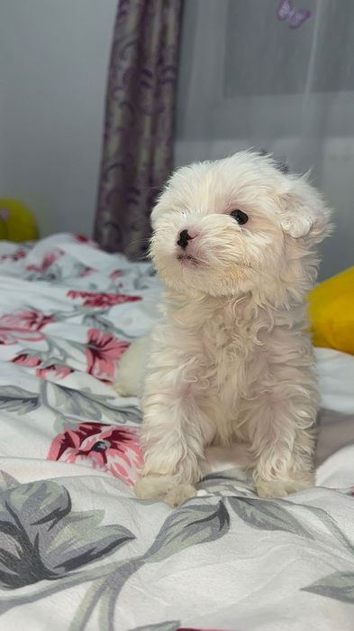 Pui de bichon havanez