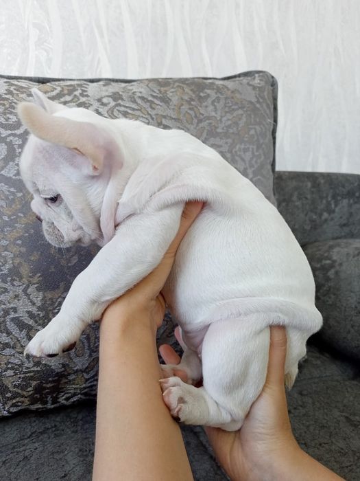 Кремовые малыши Премиум-класса!