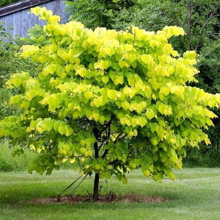 Cercis hearts gold