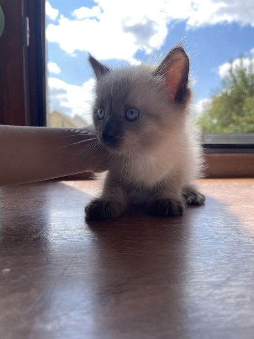 Продам сиамского котенка
