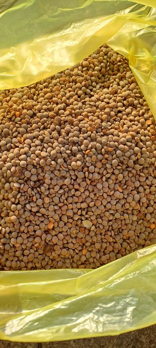 Продам чечевицу красную