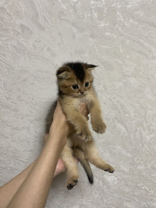 Золотая шиншилла