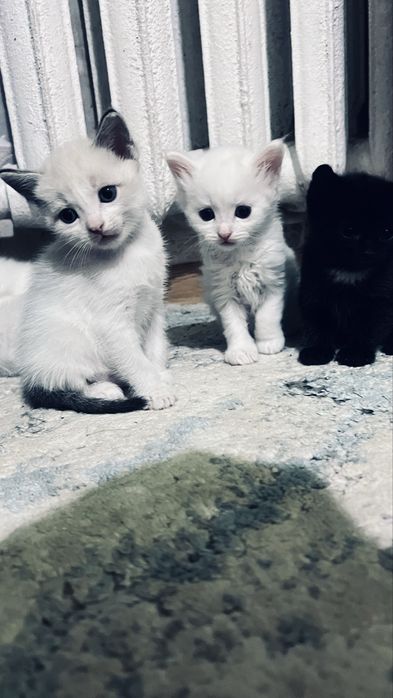 Котята ищут дом.