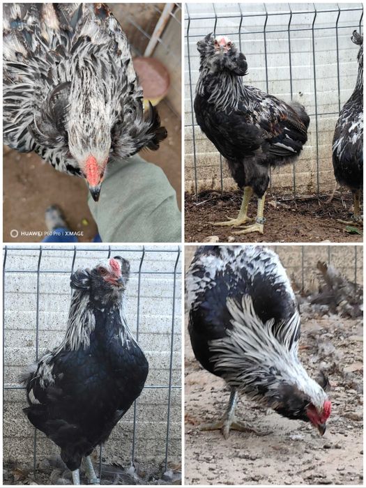 Cocosi cu favoriti rasa pura araucana argintiu potarnichiu gat auriu
