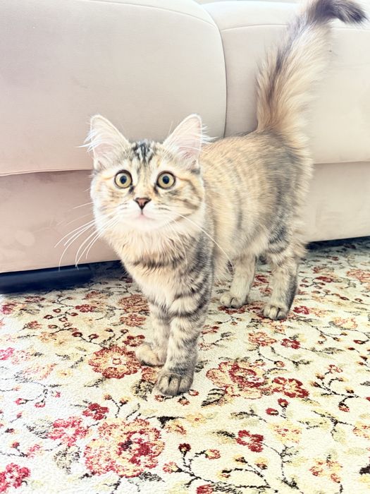 Сибирская кошечка