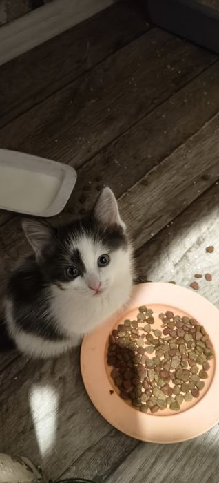 Котята даром, веселые , игривые ,лоток знают