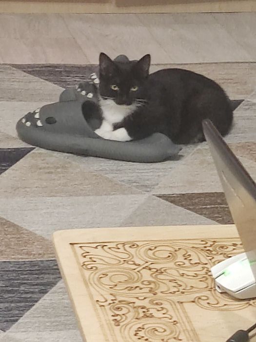 ПОТЕРЯЛАСЬ кошка ! Кличка Фанни