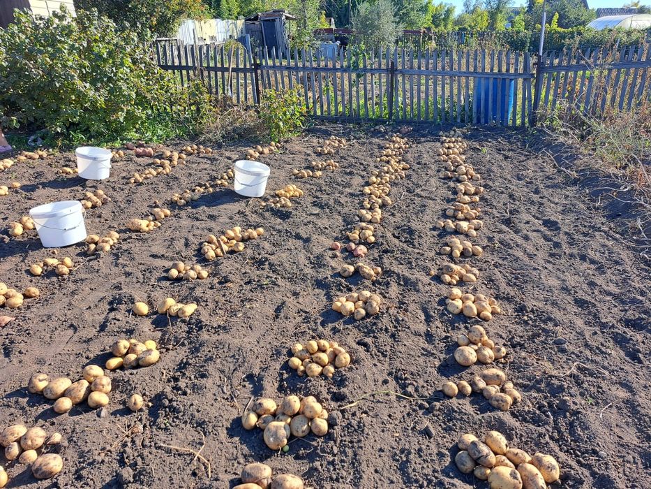 Продам домашний картофель