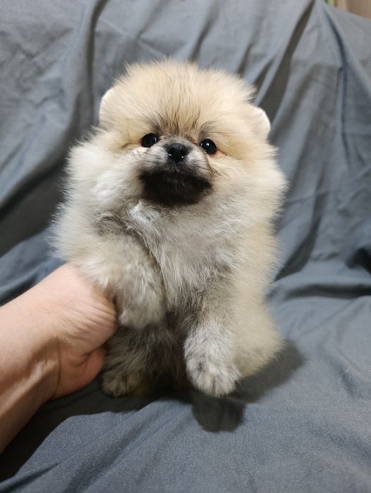 Щенки шпица миниатюрного