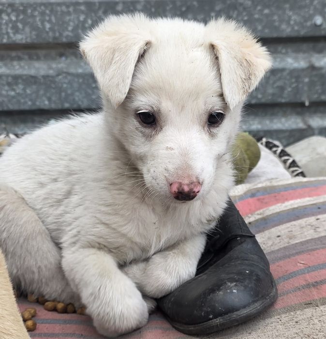 Отдам щенят в добрые руки