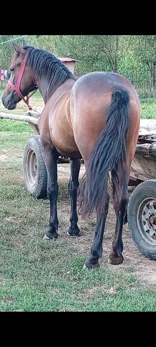 Vând mânză sau schimb