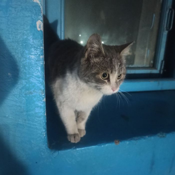 Кошечка в добрые руки