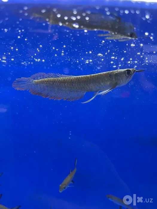 Arvana (Arowana)  xishnik baliq sotiladi