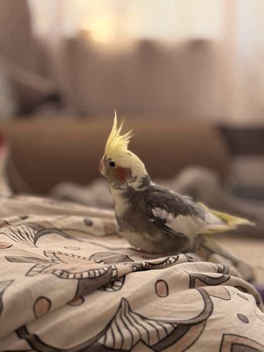 Попугай с клеткой