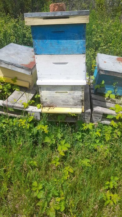 35 familii de albine + cutie