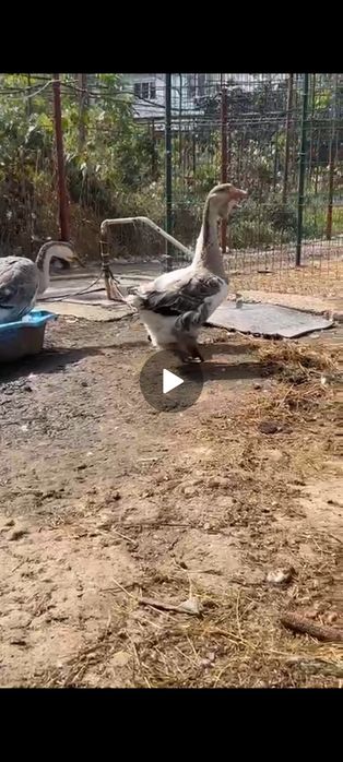 Vând 2 gâște și un gâscan leșești