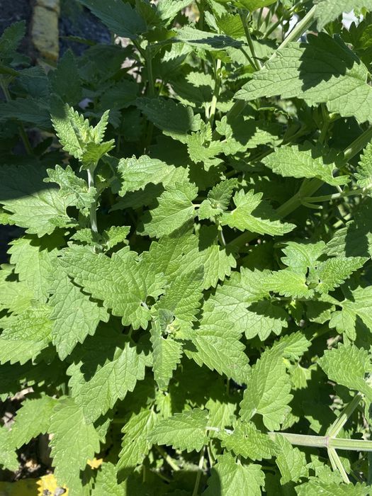 Мята с бесплатной доставкой