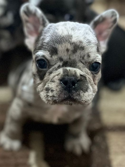 Щенки французского бульдога