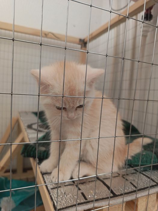 Mushuk 4oylik o'g'il bola shinshila