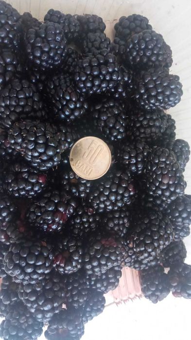 Vând butași mur Thornfree