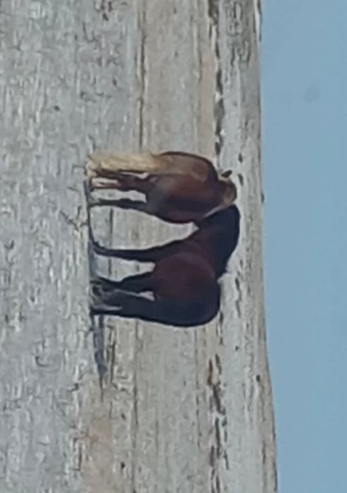 Айғыр сатылады 850мын