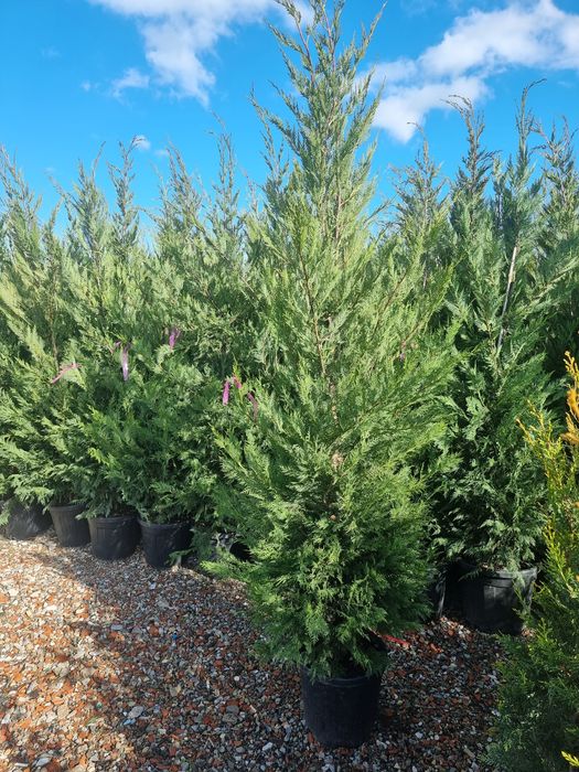 Tuia leylandi / Cedru pendulare/ Platani