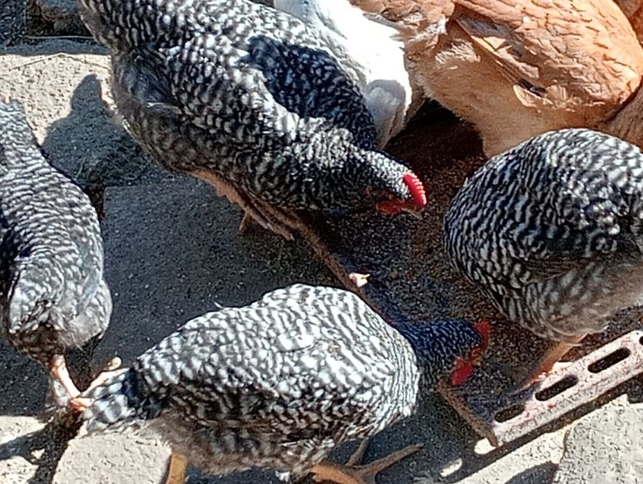 Vând cocoș de carne și ouă