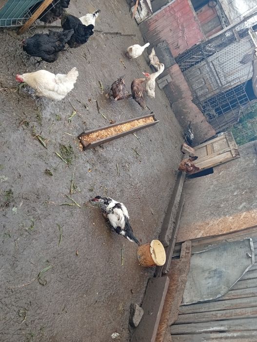 Vând găini romanesti tinere 1 an oua
