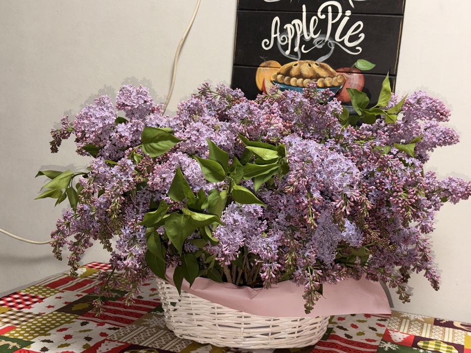 Сирень аррельская