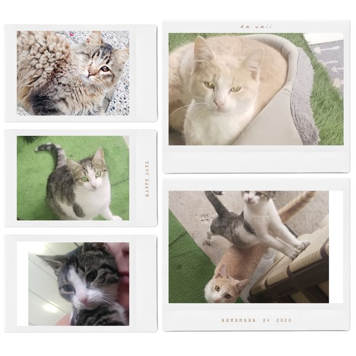 Котенца търсят дом