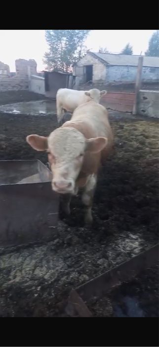 Продам бычков племенные