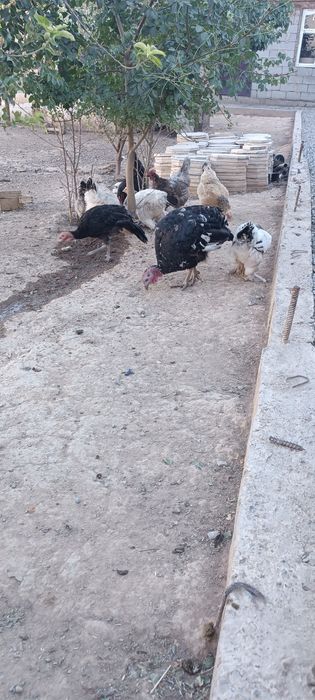 Үндік, күрке, индюшка