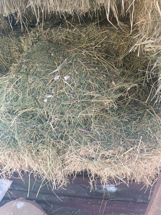 Шөп жоңышқа (клевер)