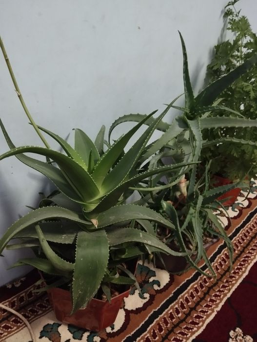 Aloe xonaki gullar sotiladi