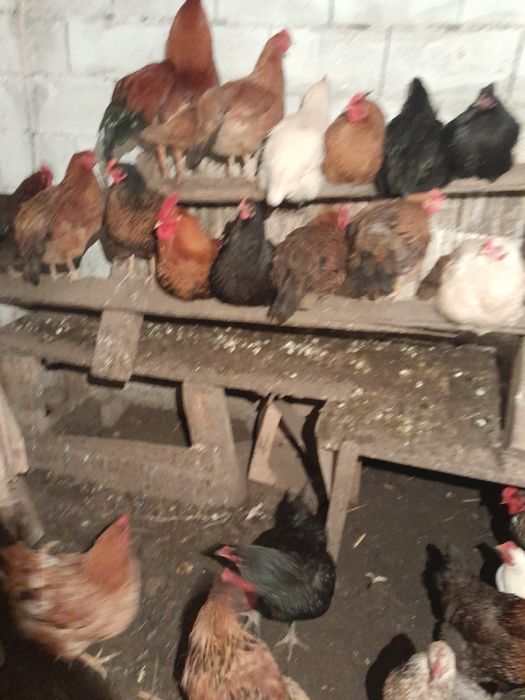Продам курей и питухов