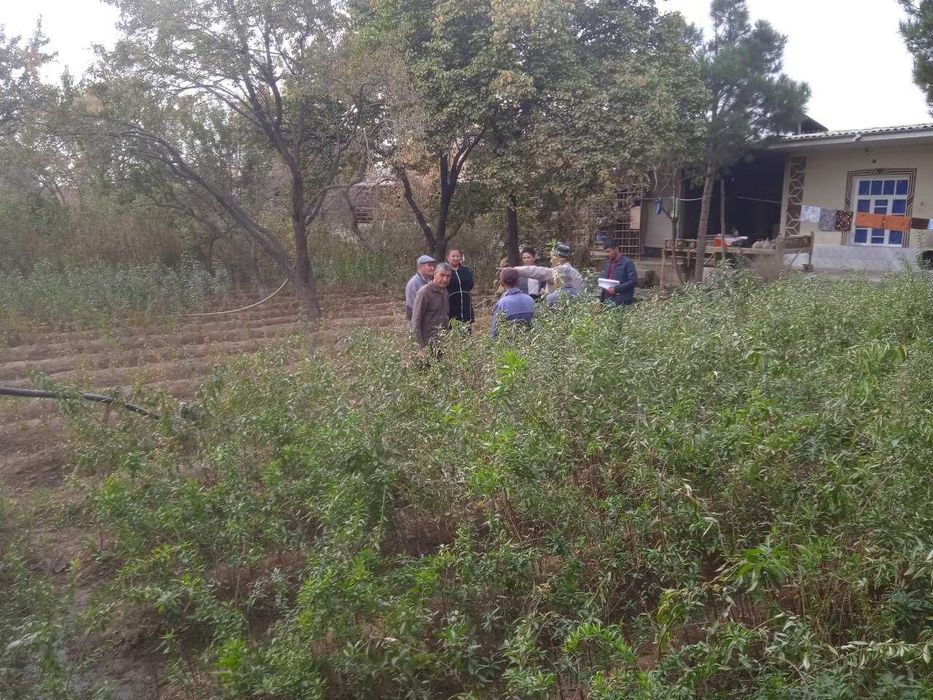 Мевали дарахт кўчатлари