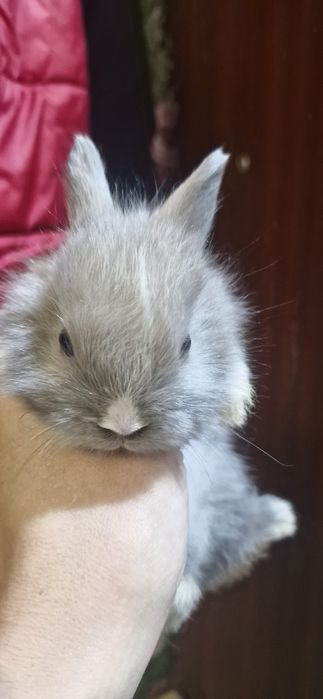 Продам декоративных кроликов