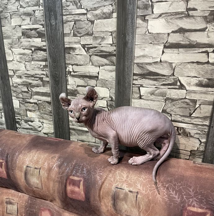 Котенца канадски сфинкс и елф