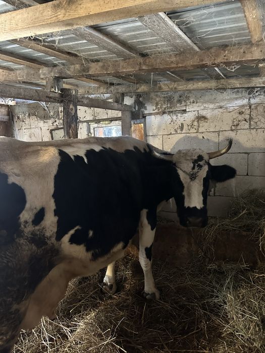 Vaca Holstein De Vanzare