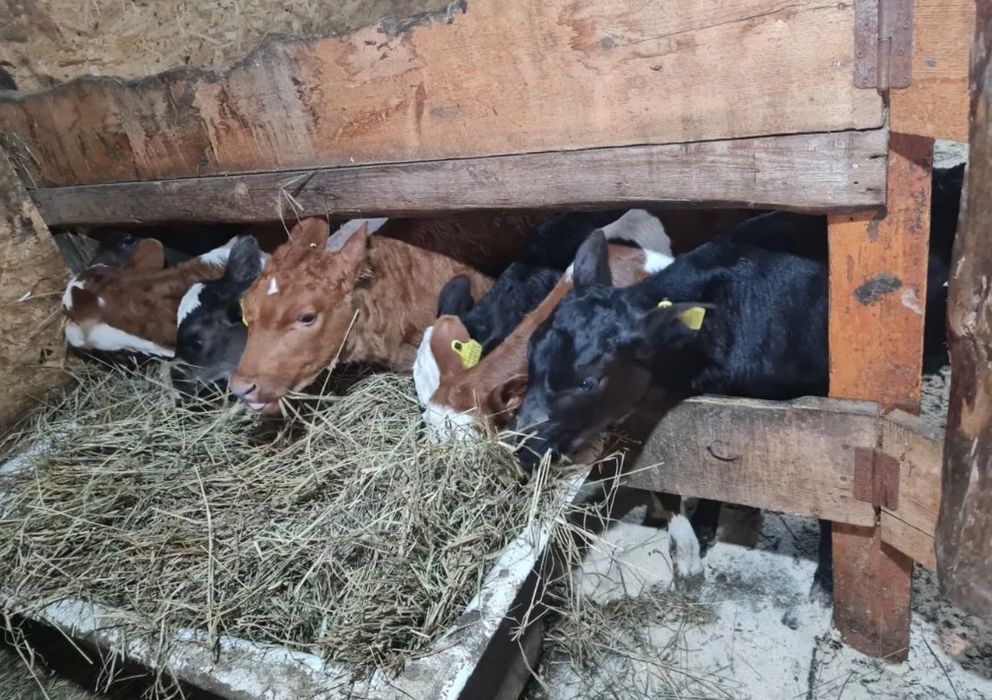 Бычки телята продам