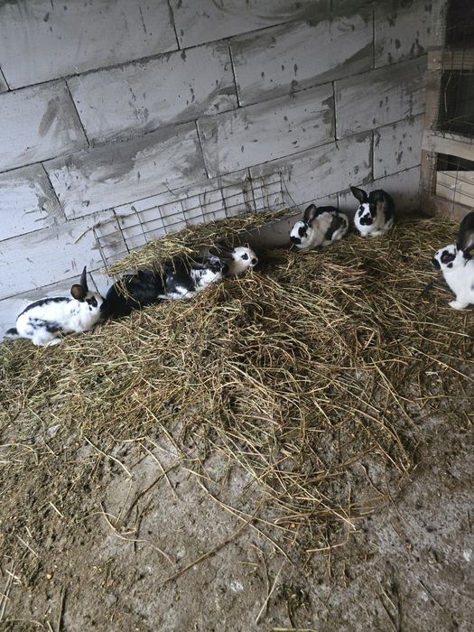 Iepuri fluture german