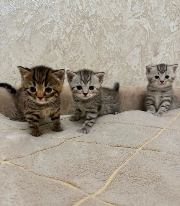 Роскошные котята скоттиш-страйт!