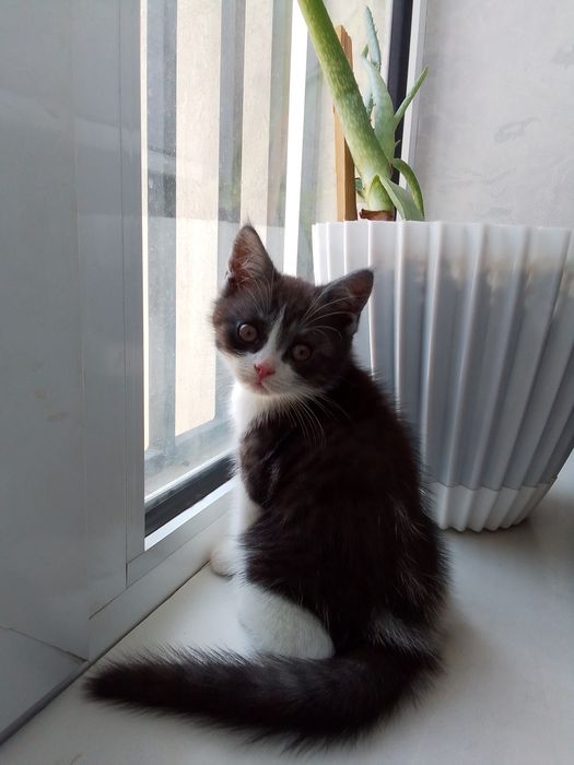 Продаются котята