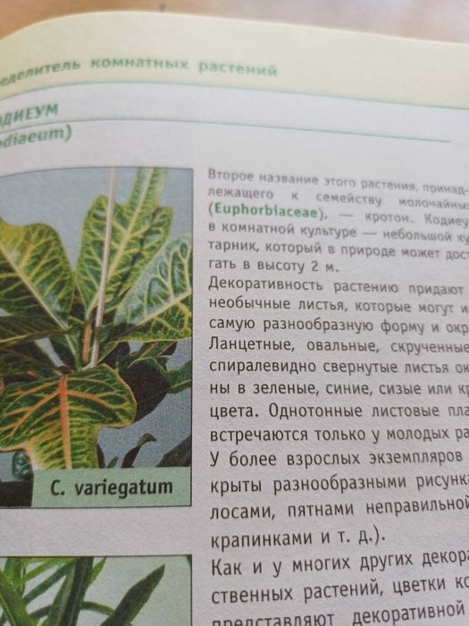Кротон (кодиеум)