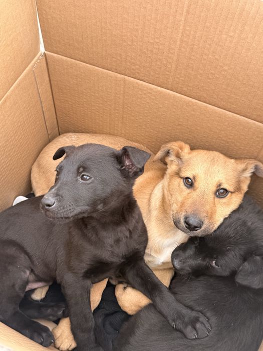 Щенки в добрые руки