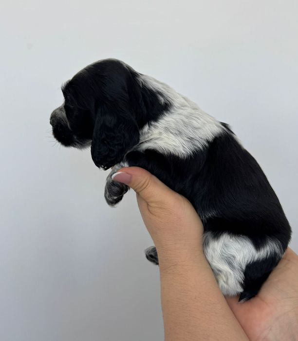 Продам английского спаниель