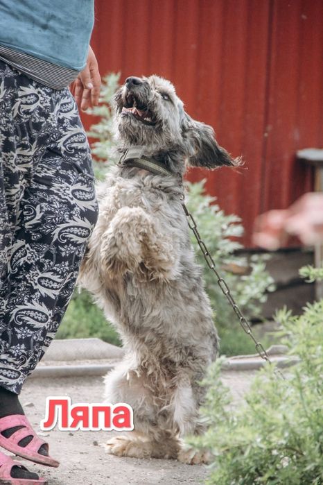 Дарю в добрые и ответственные руки