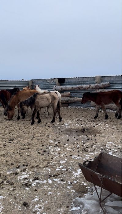 Ургашы тайлар сатылады