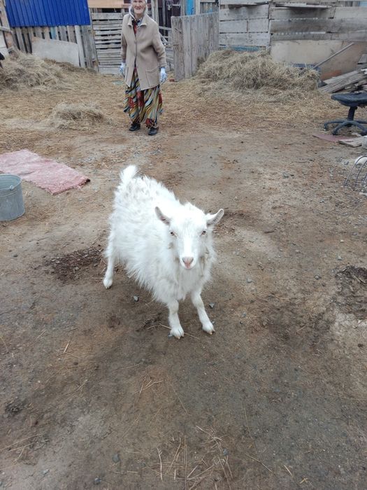 Ешки сатыладыыыы